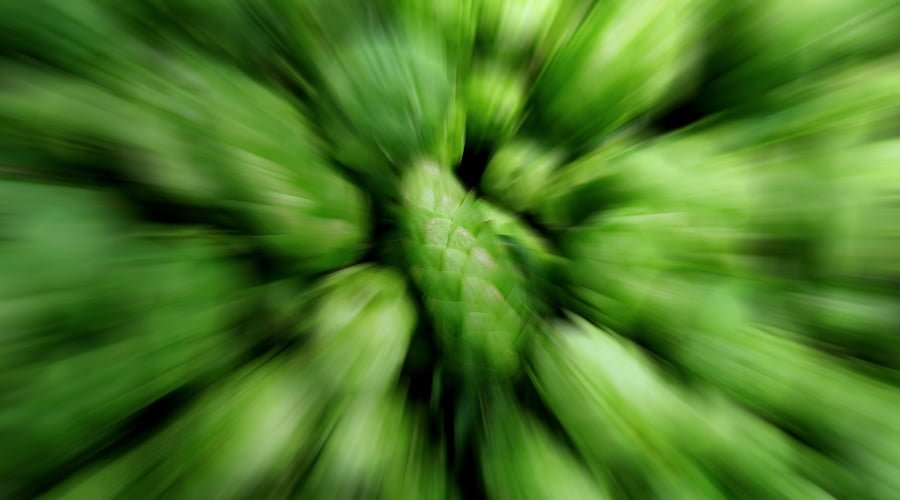 WTF IS DANK??